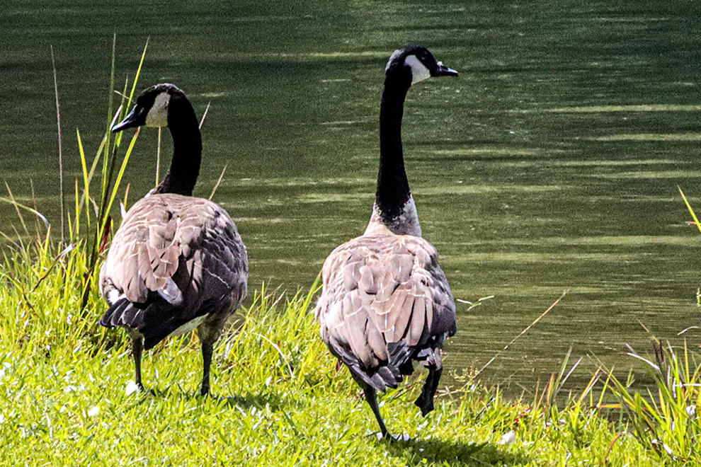 Avian Flu York Region   Avian Flu NS 